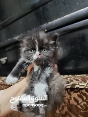  3 قطط مكس للبيع