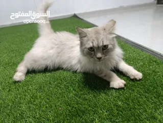  1 قط شيرازي سبيري