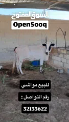  2 للبيع مجموعة حيوانات ومواشي