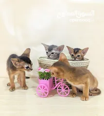  3 Purebred Abyssinian kittens Available  متوفر قطط حبشية أصيلة