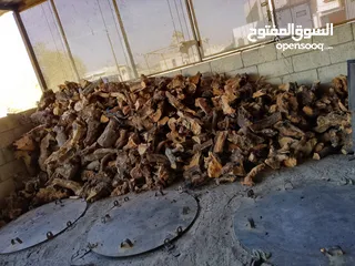  1 بيع وشراء حطب قص وتنقيب الاشجار