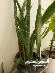 7 PLANTS FOR SALE