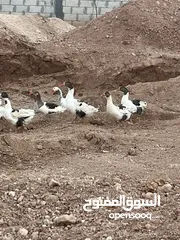  2 وز شغال عمر سنه ...................................................