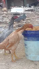  19 متاح بيض باكستاني خط اول..
