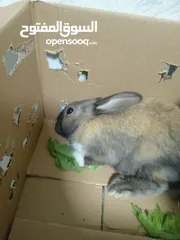  4 أرنب بلدي ذكر عمر 5 اشهر