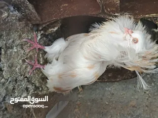  1 ذكر جكمون شغال