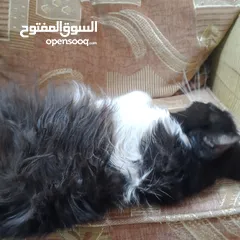  3 قطه ذكر نوع بيرشن اليف ترب