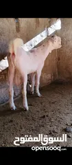  5 جدي شامي ابيض ابرص توب ثني حبتين على كل جال وثلث معزا مراح توب التوب مقنوي