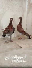  2 حمام شلبي جواز نخب أول