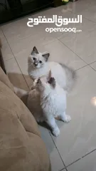  14 قطه هملايا انثى للبيع عمر ثلاث شهور  أكثير لعوبه حنونه مسليه نظيف جدا متعوده على البوكس مدربه