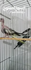  6 كوكتيل  واحد وايت فيس