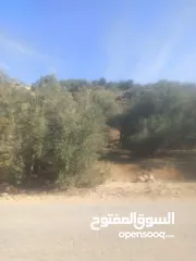  8 ارض على طريق بلعا دير الغصون قبل مفرق اكتابا