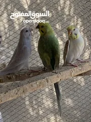  4 محميه طيور حب للبيع