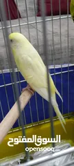  2 ماشاء الله تبارك الرحمن جوز حب الفحل خضر وطيره البينو