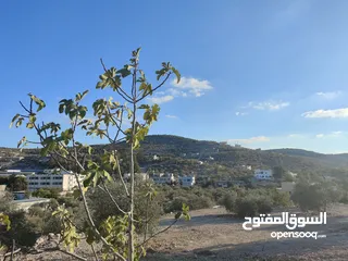  1 اربع دونمات منطقة أ يصلها كافة الخدمات للبيع بسعر مغري بالقرب من المنتزه والمدرسة وشارع علار الرئيسي