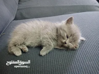  1 كتن  عمرهم 56 يوم  لعوبين كثير و حنونين  متعودين على التر بوكس و الدراي فود صحتهم فل الفل   السعر