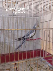  5 فحل كوكتيل وايت فيس جاهز للتجاوز
