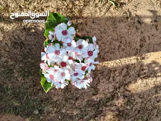  5 مشتل السيدة زينب لي الأشجاره المتمر و زينه جمله و قطاعي