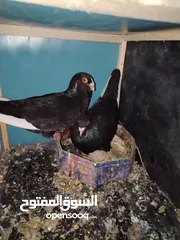  4 جواز مسويد سود نظاف ماكينه للبيع بحاله جيدة و بسعر جيد