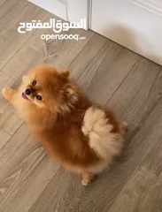 1 كلب بومارينيان وارد اوكرانيا اصلي