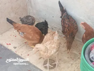  3 فراخ دجاج عدد 13 للبيع