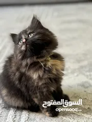  6 قطط للبيع  جميلة لعوبة