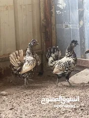  1 (( للبيع مجموعتين دجاج عربي ))