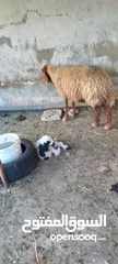  2 نعجه للبيع وراها عابوك عمان جاوا