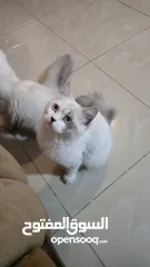  9 قطه هملايا انثى للبيع عمر ثلاث شهور  أكثير لعوبه حنونه مسليه نظيف جدا متعوده على البوكس مدربه