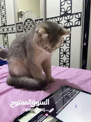  4 قطه ذكر سكوتش فولد لعوب ومرح وغير مؤذي