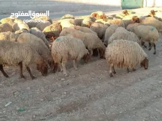  3 اضاحي العيد