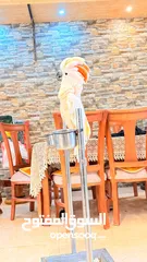  2 للبيع ببغاء كوكاتو ملوكان اليف 70 ٪بده متابعة بسيطع