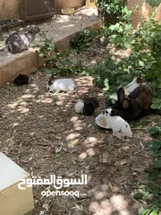  6 كوم ارانب بسعر حرق حرق