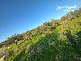  2 قصي العاصي