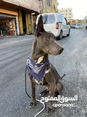  7 كلب ملينو عمر 5شهور للبدل عل كلب  بوبي