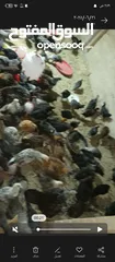  3 صيصان بلدي للبيع عدد 150  يأكلن العمر شهرين  نضافه وصحة ما شاءالله