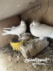  2 حمام دماكش نثيه ولفحل عراقي