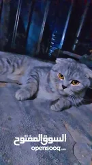  1 قط للبيع السعر