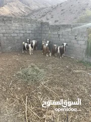  1 فحول جباليات و سمان