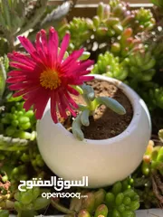  10 توزيعات هدايا