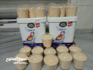  6 درة روز وكوكتيل