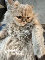  3 A High Breed Partial Peaky Faced Persian Kitten