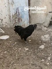  2 ديوك لمبرجيني و صيصان صحة و نظافة  بلدي للبيع