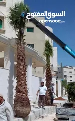  2 نخل مثمر جميع الارتفاعات