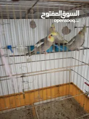 2 فرخين عمر 5شهور مع ابوهم ذكر شغال