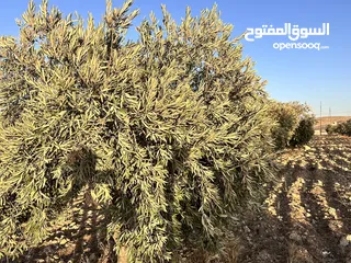 3 ثلاث دونمات ونصف في صروت تبعد عن شفا بدران و شارع الاردن 20 دقيقه
