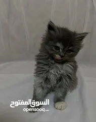  8 قطط للبيع النوع شيرازي لعوبين جدا
