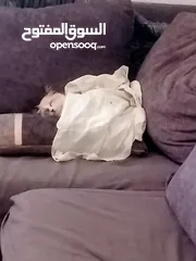  1 قط للبيع لطيف