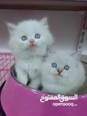  27 قطط  هملاية و شرازي  مستوى علي