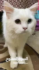  3 قط شيرازي بلون عيون مختلفه